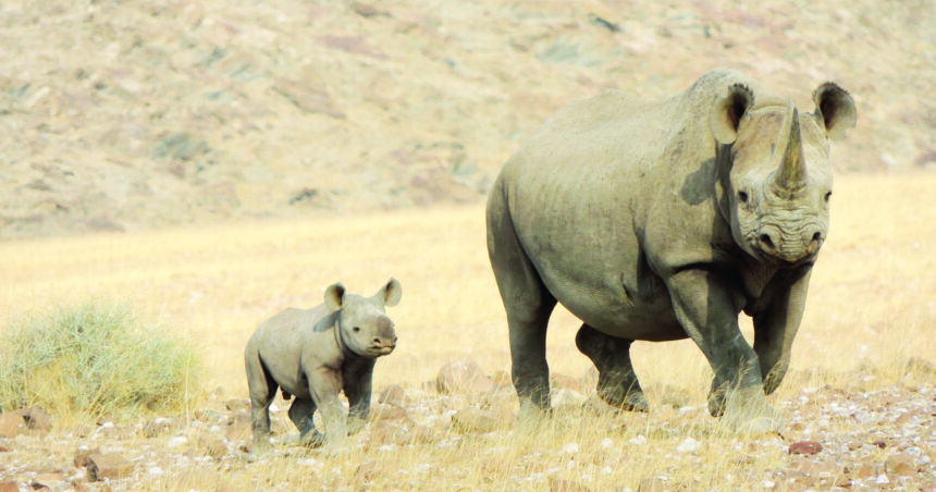 Nam Rhinos Nam’s rhino horn trade plea hits snag