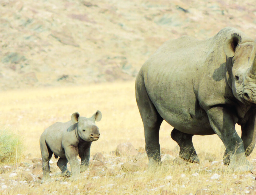 Nam’s rhino horn trade plea hits snag