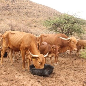 Phosphorus Phosphorus: A vital diet supplement