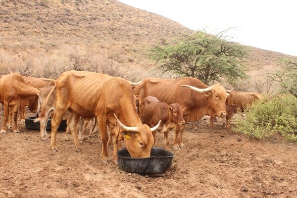 Phosphorus Phosphorus: A vital diet supplement