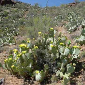 Prickly pear: An alternative livestock feed