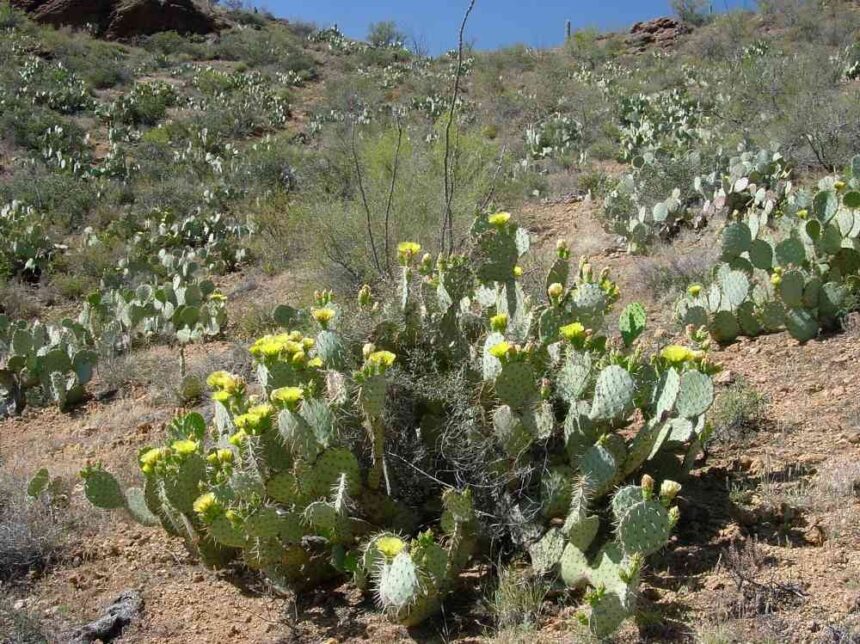 Prickly pear: An alternative livestock feed