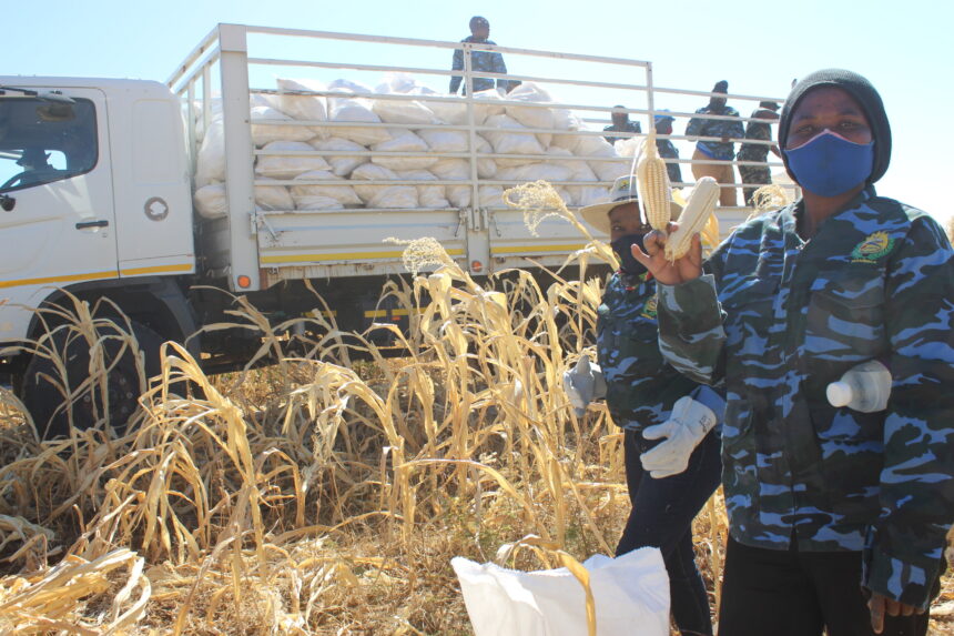 Rietfontein anticipates bumper harvests