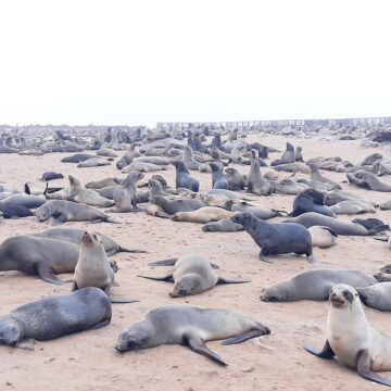 Seals Seal disposals irk coastal residents