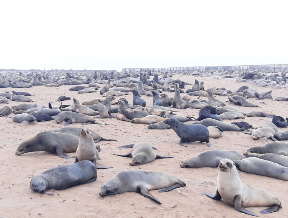 Seals Seal disposals irk coastal residents
