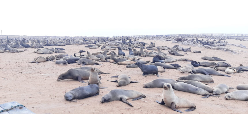 Seal disposals irk coastal residents