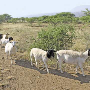 Protecting animals from disease threats