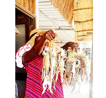 Frogs-season-1 Frog sellers cash in on early rains
