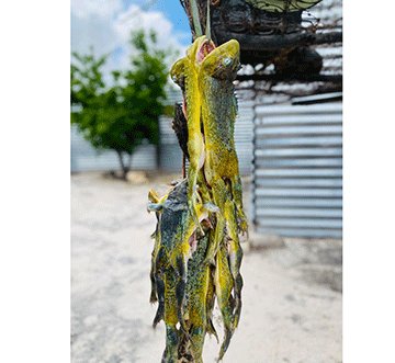 Frogs2 Iimboto ta tokola elaka …omukaga otagu uvika ike ngokatana komiilya