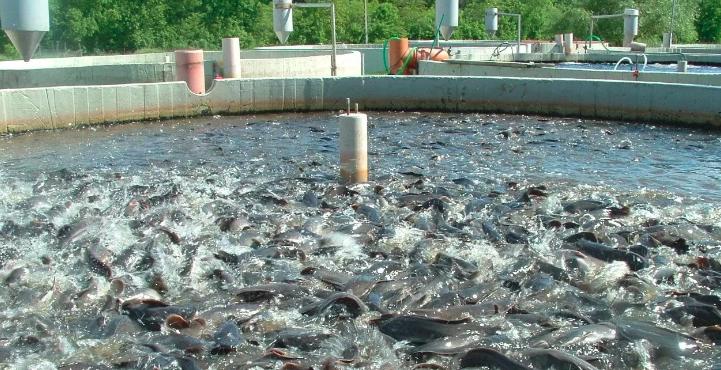 Income Income can also be generated from inland fisheries – Kawana