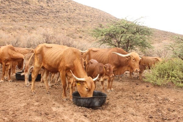 Phosphorus: A vital diet supplement
