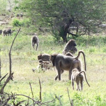 Ministry urges proper waste management … baboons invade Windhoek
