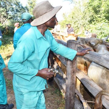 Botswana Vaccine Institute supports regional FMD response