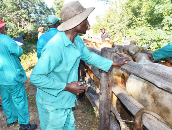 Botswana Botswana Vaccine Institute supports regional FMD response