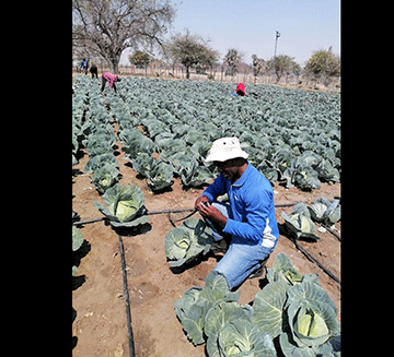 Pronego Green Farm ta palula aveshe