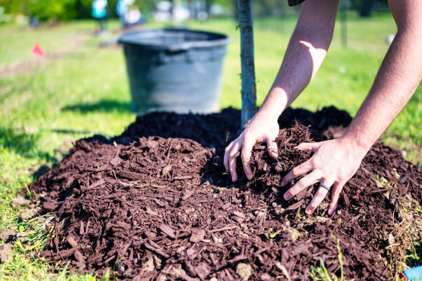 Farmers Kraal Farmers’ Kraal with Hanks Saisai – Benefits and importance of mulching