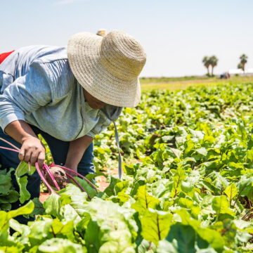 Farmer’s Kraal With guest Hanks Saisai – Using rain to enhance agricultural productivity