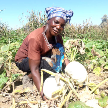 Mixed feelings as Kavango farmers await more rain