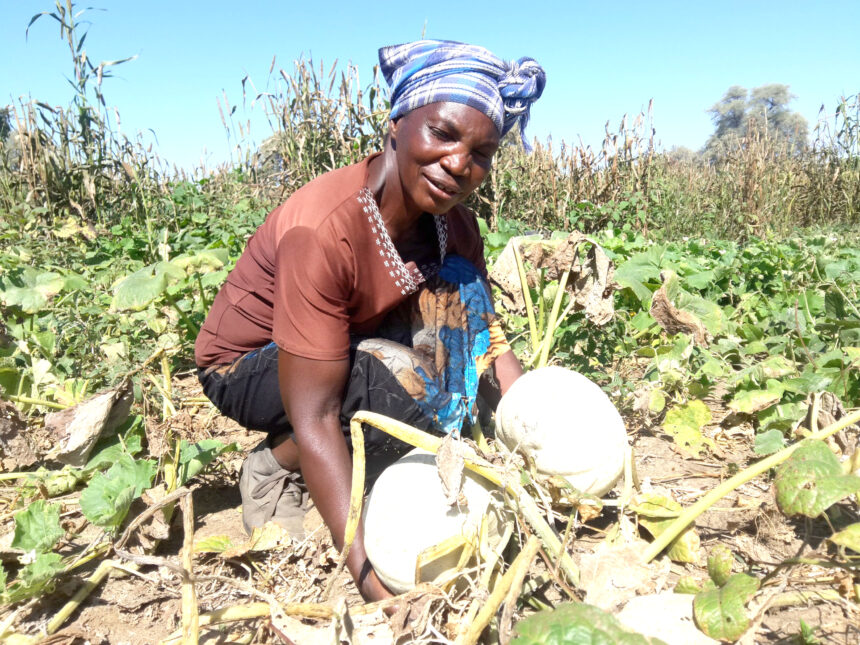 Mixed feelings as Kavango farmers await more rain