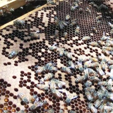 Kunene youth encouraged to participate in beekeeping 