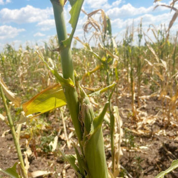 Locust Locusts, fall armyworms threaten Zambezi crops