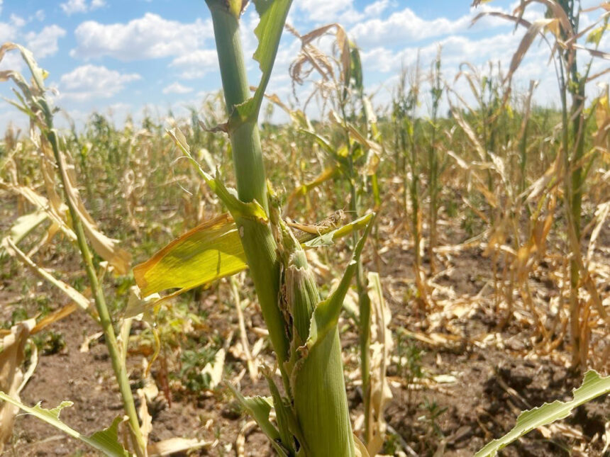 Locusts, fall  armyworms threaten  Zambezi  crops