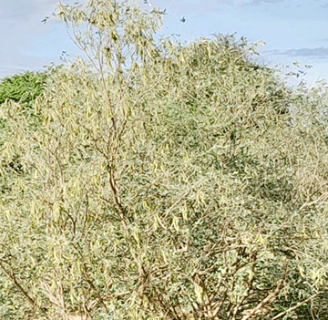 Grass locusts infest Nehale Lya Mpingana