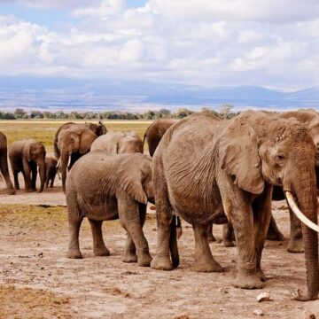 Otamanzi Elephants Ka leni kokule neendjaba- METF