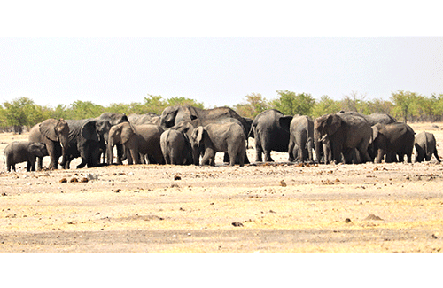 Top-Destination Namibia Africa’s top 2025 tourism destination … amended park fees to generate revenue