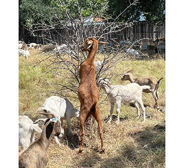 Oikombo itano yomukulupe okomakala