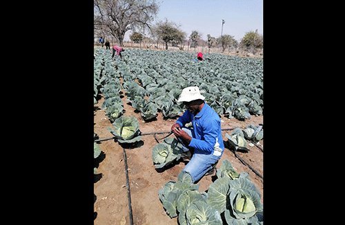 Commercial-farmer-2 Pronego Green Farm ta palula aveshe
