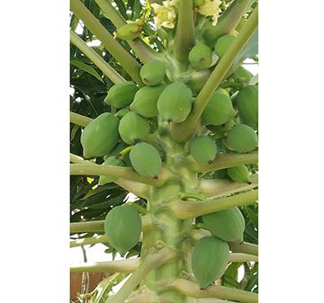 Conservation-Farming-1---- Conservation farmer Saisai warns against monoculture …champions traditional methods