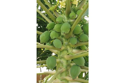 Conservation-Farming-1---- Conservation farmer Saisai warns against monoculture …champions traditional methods