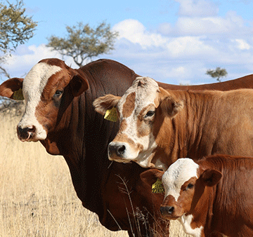 Kamab Simbras: Unmatched performance off the veld