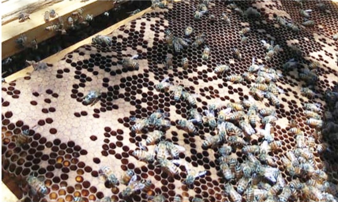 Kunene youth encouraged to participate in beekeeping 