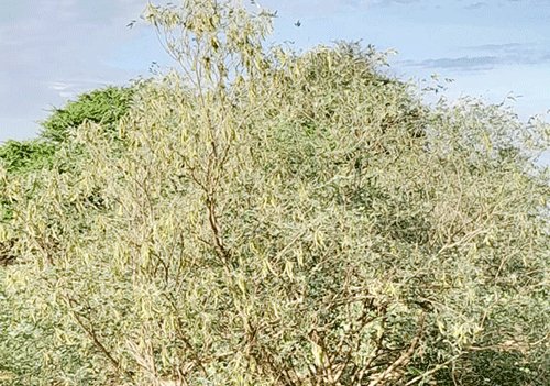 Mahangu-wilting Oshipaxu sha didilikwa mOshikoto