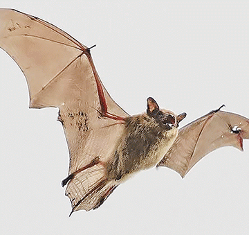 Bats infest Oshana schools, disrupt learning