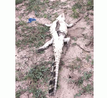 Police probe crocodile hunting 