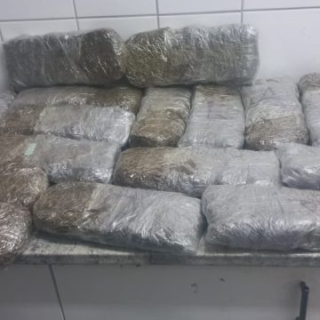 Police seize nearly 12 kg of cannabis at Nankudu