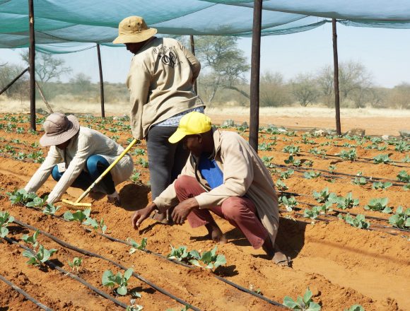 Farmers’ Kraal with Otniel Hembapu – When perseverance, adaptability becomes vital in farming