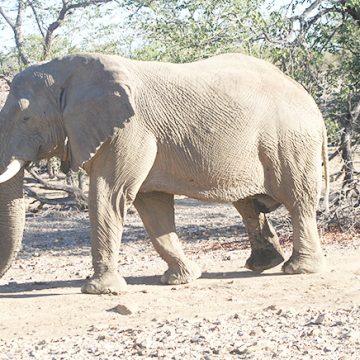 Kai!gâb ge aoba go dā!ân