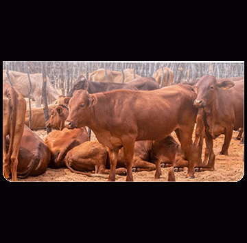 Omukulupe a xulifa eshi a lyatwa kongobe 