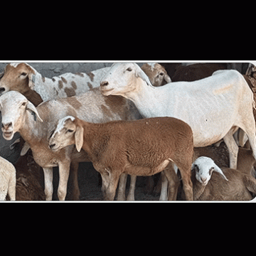 Erongo farmers lose livestock worth N$2.6m … stock theft up by 31%, 41 arrested