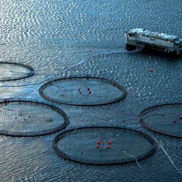 Namibia pioneers African salmon farming industry …N$41m aquaculture farm on the cards