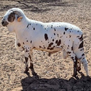 Skuilhoek Damara Stud: Epitome of genetic excellence … veteran farmer Mbingeneeko endures test of time