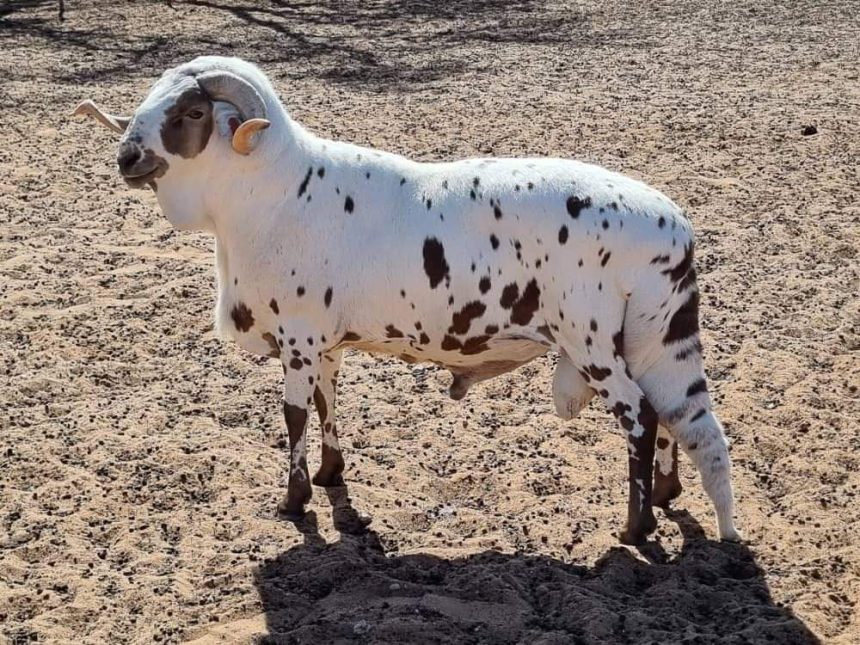 Skuilhoek Damara Stud: Epitome of genetic excellence … veteran farmer Mbingeneeko endures test of time