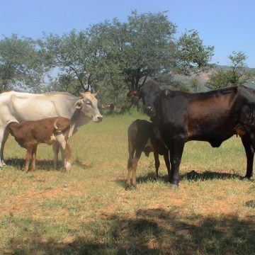 Oumbudi weengobe wa pimbila mOkongo 