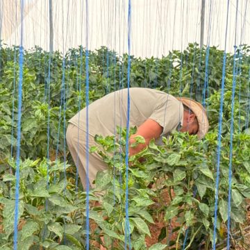 Aloe Agriculture Technologies thrives in Kunene …farmer Swanepoel defies the odds