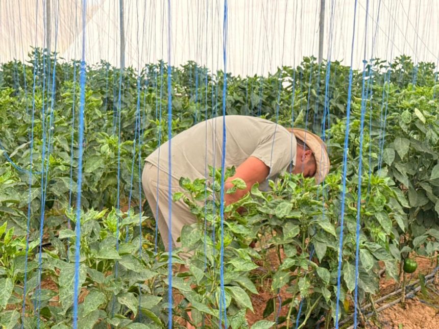 Aloe Agriculture Technologies thrives in Kunene …farmer Swanepoel defies the odds