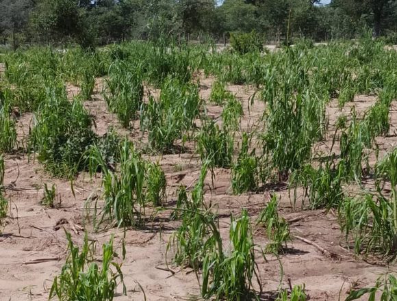 Va fiwa koshikungulu shodula pomutenya 